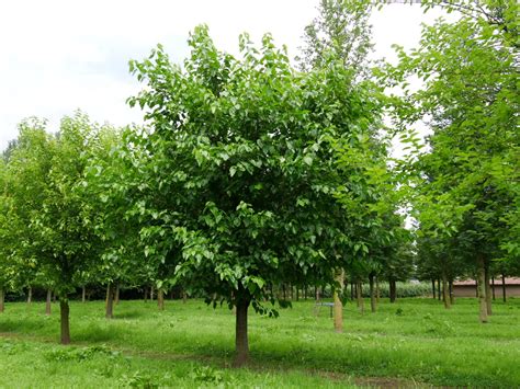 morus alba white mulberry tree.